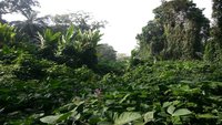 Tropischer Regenwald am Äquator