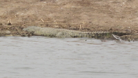 Krokodil am Kazinga Kanal