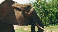 Elefant am Karibasee