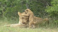 Löwenmutter mit Baby im Krüger Park